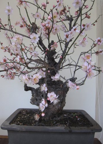 梅の盆栽 思いのまま が満開に つぼさんの趣味のブログ