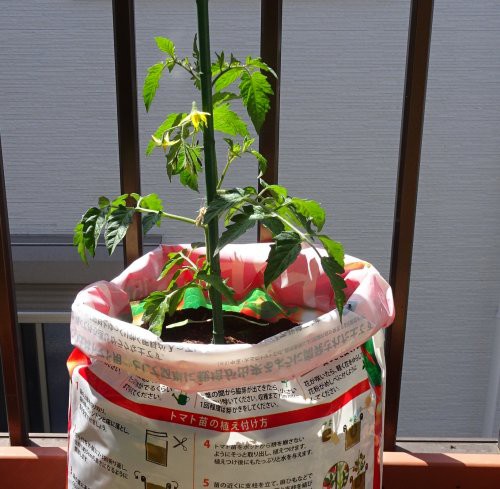 今年も夏野菜のキュウリとミニトマトの接ぎ木苗を植えました つぼさんの趣味のブログ