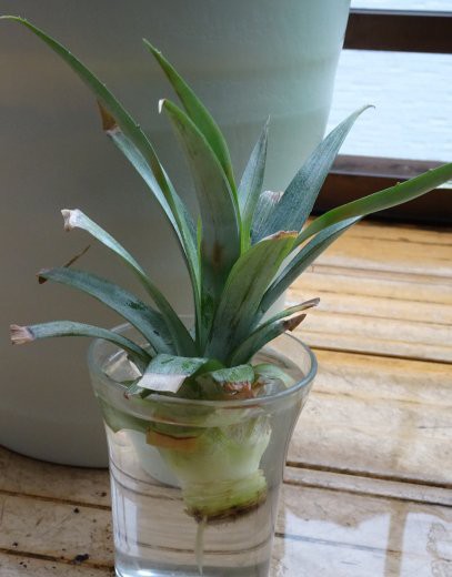 小さな沖縄パインのヘタの水栽培で根が出てきたので植え替え つぼさんの趣味のブログ
