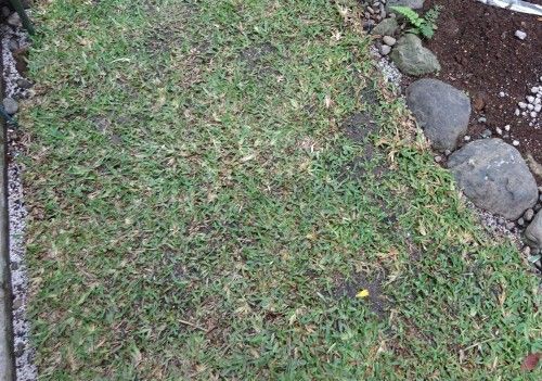 日当たりの悪い庭に 日照不足に強い芝生 セントオーガスチンを植え付け つぼさんの趣味のブログ