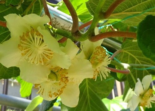 ネットで購入した１株で実をつけるキウイフルーツの苗 スーパーエメラルドに花が咲きました つぼさんの趣味のブログ