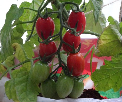 トマト用土の袋に植えたベランダ菜園のミニトマトの接ぎ木苗が順調に成長 収穫を開始 つぼさんの趣味のブログ