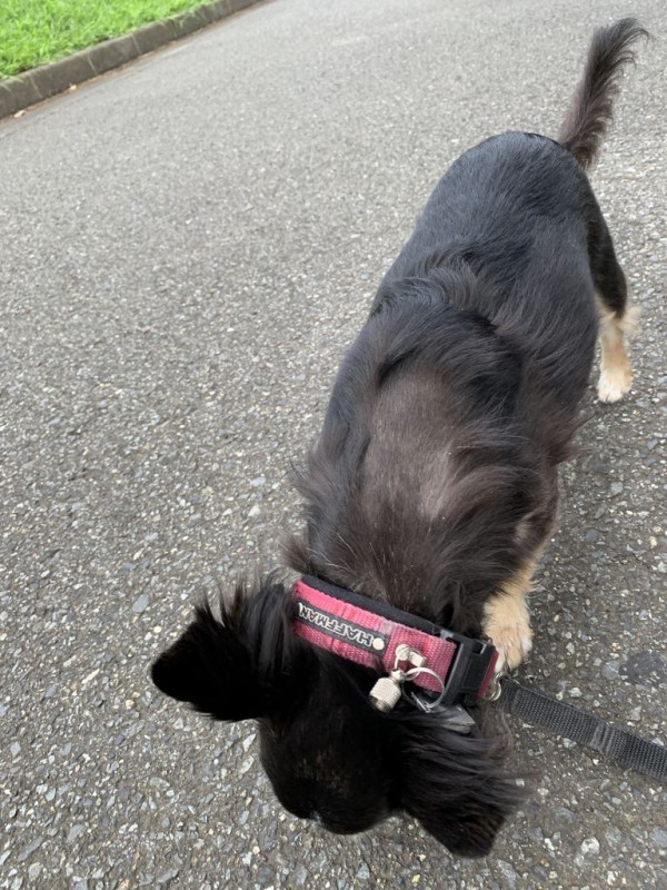 ぶれぶれ写真で無駄に長いブログ つぶつぶてんてんぽっこぽこ