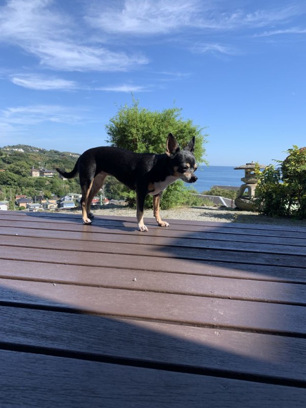 食べるか寝るかの犬たち つぶつぶてんてんぽっこぽこ