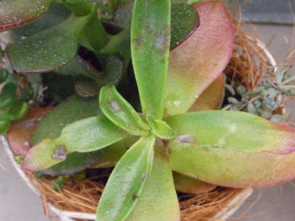 黒点病に侵された火祭りが復活か Succulent Cafe つぶたね とナチュラルライフ