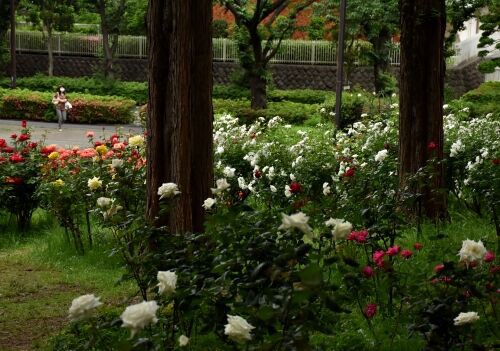 練馬 光が丘 四季の香公園 バラ園 の散策 ２０２０ 令和２年５月 つっちゃんの絵日記