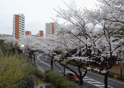 練馬 光が丘公園の桜 ２０１３ 平成２５年 つっちゃんの絵日記