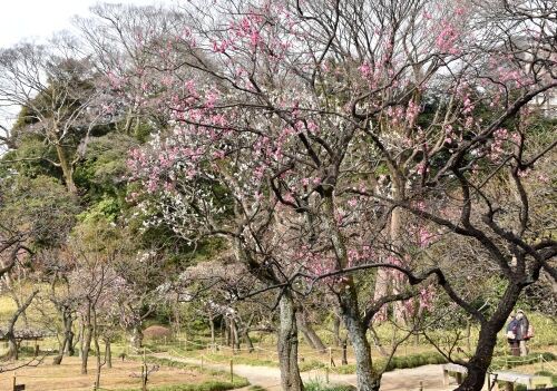 小石川後楽園 梅の開花状況 ２０１９ 平成３１年２月 つっちゃんの絵日記