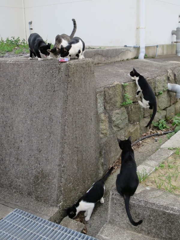 佐柳島の猫たち 香川 津田千枝 ブログ