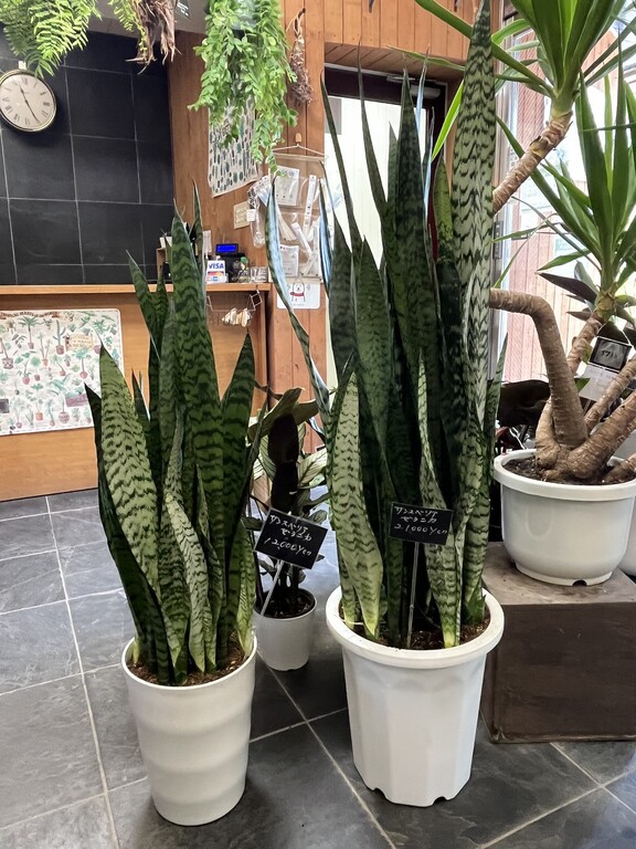 閉店 グリーン インテリア 観葉植物専門店 東京 江戸川区小岩 津田千枝 ブログ