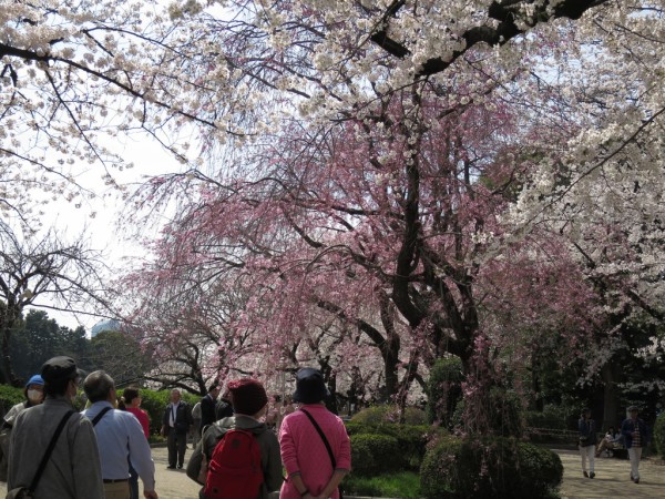桜 千鳥ヶ淵公園お花見ボート体験 2014年春 東京 津田千枝 ブログ