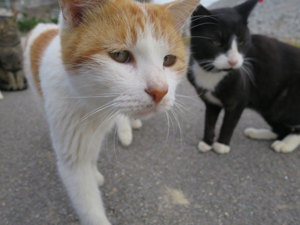 瀬戸内海クルーズ 男木島 島テーブル 民宿さくら 猫 香川 津田千枝 ブログ