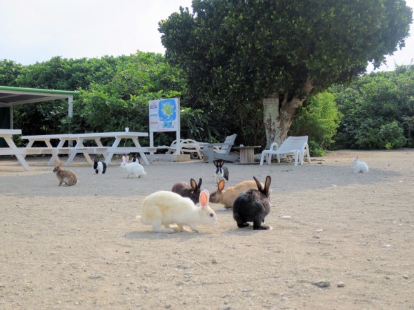 浜島 幻の島 カヤマ 嘉弥真 島 沖縄 小浜島 津田千枝 ブログ