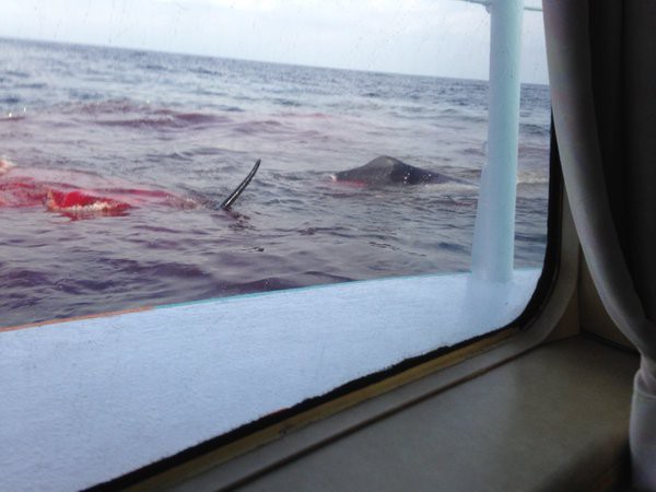 伊豆大島沖で高速船がクジラと衝突 船に乗り合わせた人がツイッターで実況 まとめ 情報倉庫