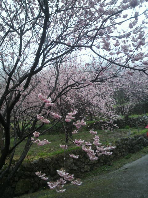 須崎市桑田山の雪割り桜 春霞の絶景ぜよ 老舗日本酒蔵元 司牡丹 社長が語る裏バナシblog 口は幸せのもと 須崎市桑田山の雪割り桜 春霞の絶景ぜよ 老舗日本酒蔵元 司牡丹 社長が語る裏バナシblog 口は幸せのもと