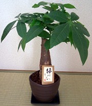 選択した画像 ホーマック 観葉 植物 坂戸壁