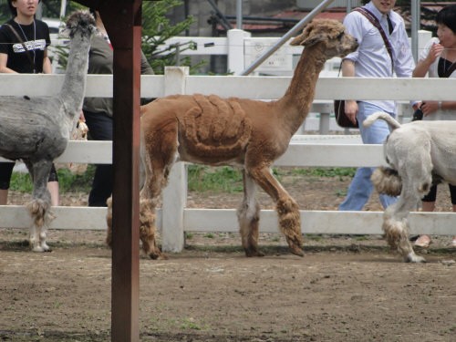 言葉は要らないね そう ミラバケッソ クラレちゃん Cheers Mate