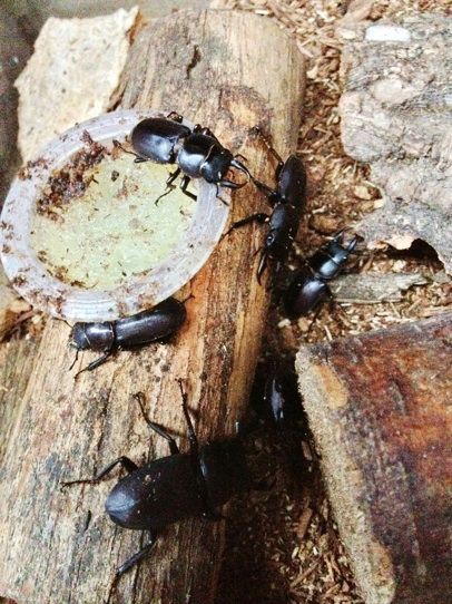 コクワの産卵木セットしました チョコ断ち実験室