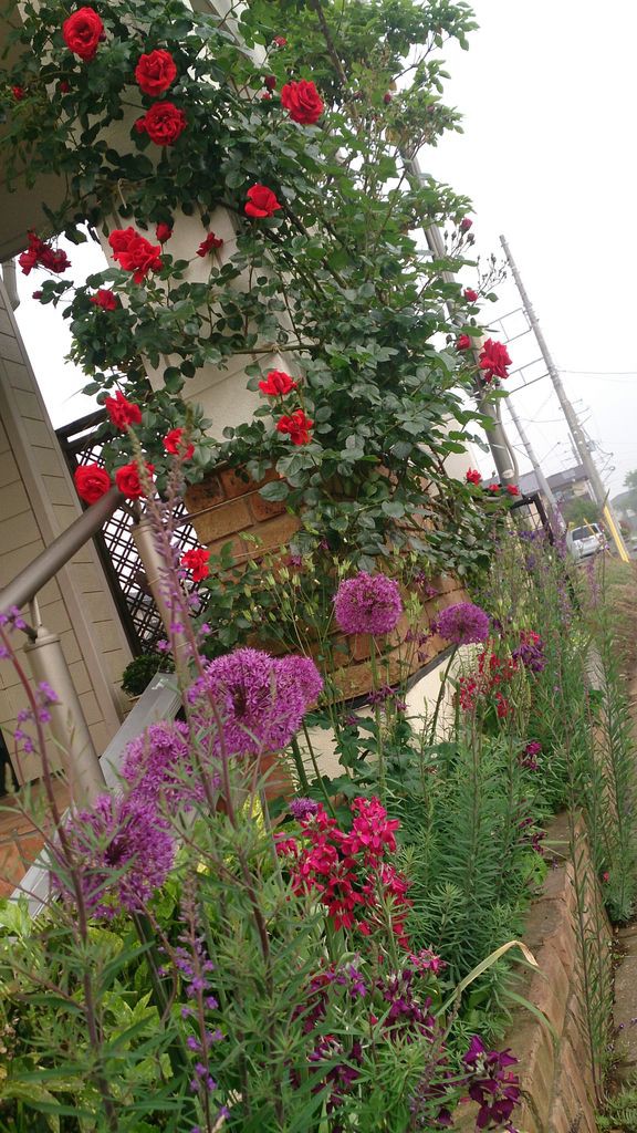 カーディナルドルシリュー カーディナルヒューム 晴れ時々お庭