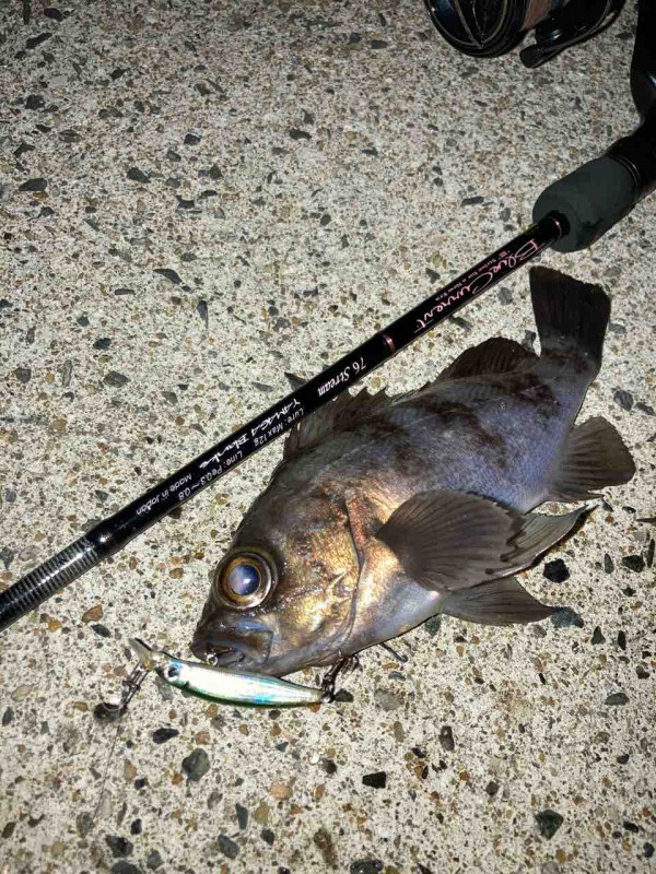 メバルプラッキング 飼育係の釣り日誌