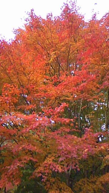 紅葉と氷河期の絶妙な関係 アウトドア剱猫の Enjoy おひとりさまライフ