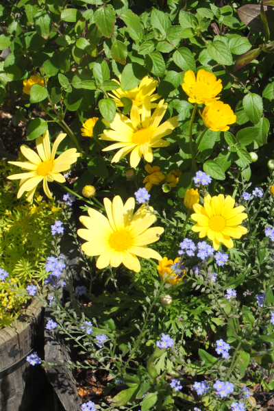 ５月５日 木 の園芸にっき ぐみぺろぐ