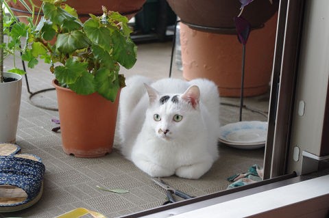 まゆげ猫 Mttb中毒発症か まゆげ猫 桃太郎の日記