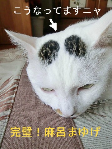 まゆげ猫 桃眉毛百景 ﾟ ﾟ まゆげ猫 桃太郎の日記