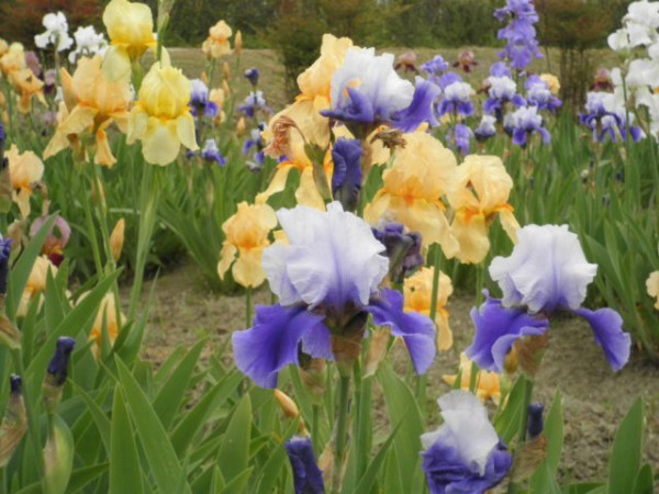 ジャーマンアイリス花ざかり 富津市議会議員 渡辺つとむ 活動日記