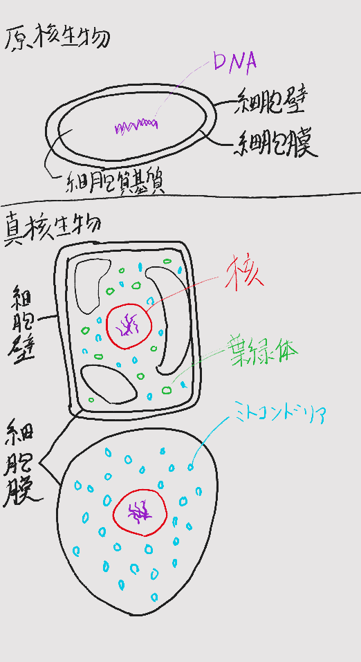 細胞 真核細胞と原核細胞の違い 高校生物を解説 生物2班