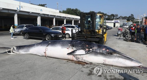 胴体の5 6ヶ所に銛が突き刺さって 違法捕獲されたミンクジラ2頭を引き揚げ 楽しい南トンスランド