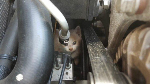 車のエンジンルームで焼け死んだ3匹の野良猫 餌やりオバサンが00万ウォン 約190万円 の慰謝料要求 楽しい南トンスランド