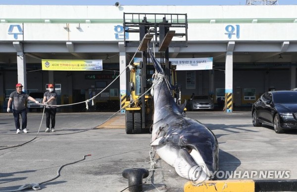 胴体の5 6ヶ所に銛が突き刺さって 違法捕獲されたミンクジラ2頭を引き揚げ 楽しい南トンスランド