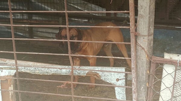 60代女性が土佐犬に噛まれて死亡 助けようとした夫も怪我 楽しい南トンスランド