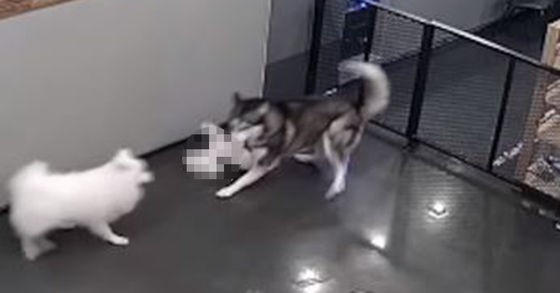 ペットホテルに預けた愛犬がハスキーに噛まれて頭蓋骨がバラバラに 衝撃映像が話題 楽しい南トンスランド