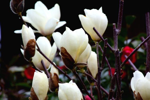 庭木の木蓮が開花しました My Photo Diary