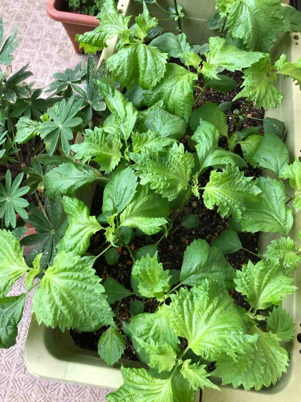 カツオ好きなら食べ逃すな 大葉とにんにくタップリ カツオのたたき ポン酢としょうゆ２対１で ビストロパパ パパ料理のススメ