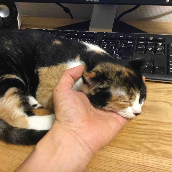 お盆は、トマトだれそうめんで。最後のレモン汁がポイント｜猫さんの 