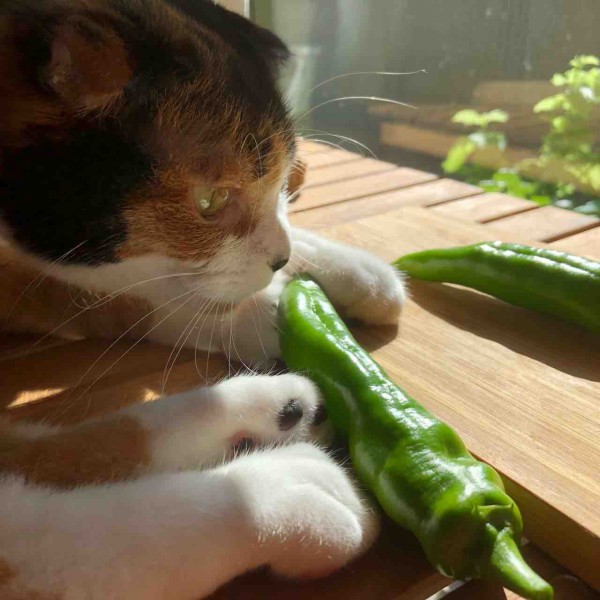 パセリ パクチー じゃんぼ唐辛子 猫の手と比較 ゴーヤ ベランダ菜園の収穫始まる 7月28日 日 は 親子の日料理作戦19決行日 ビストロパパ パパ料理のススメ