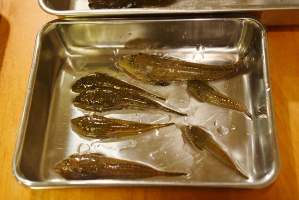 釣った キス メゴチ 小鯛 みんな天ぷらに 13秒葉山ボート釣り動画 ビストロパパ パパ料理のススメ