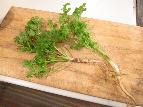 見た目以上に うまい白菜とにら豚チャンプルー 隠し味は リボベジ 再生野菜でパクチー収穫 ビストロパパ パパ料理のススメ