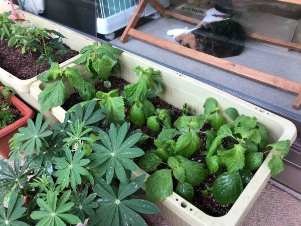 ベランダ菜園のススメ おすすめは 大葉 バジル ミントなど葉物 しし唐 ピーマン 唐辛子が収穫しやすい ビワは６年で実が ビストロパパ パパ料理のススメ