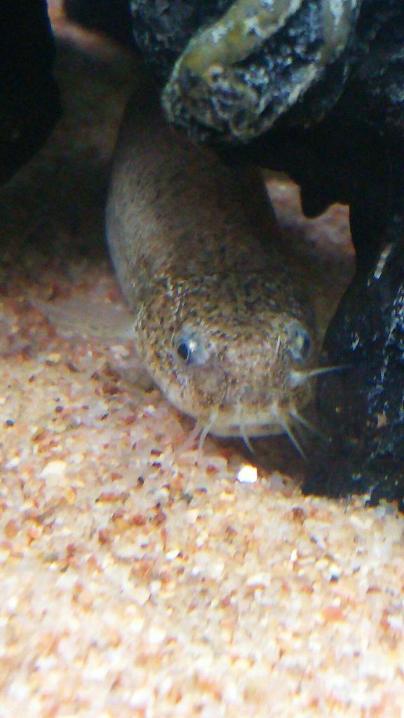 4 ホトケドジョウの飼育 寿命は その2 もふもふ祭り ドジョウと一緒