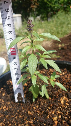 ホーリーバジルの育て方 コツ 摘心 ホーリーバジルの縁結び