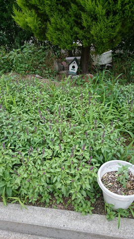 花芽を摘む ホーリーバジルの縁結び