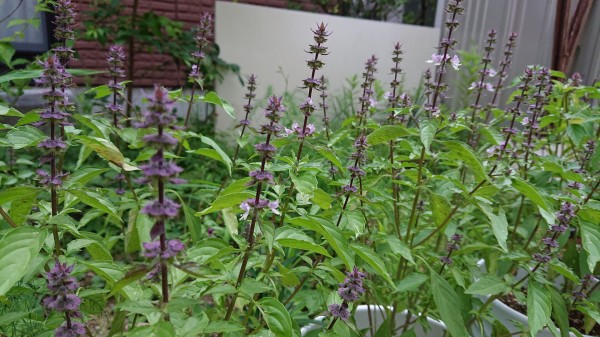 花穂摘み ホーリーバジルの縁結び