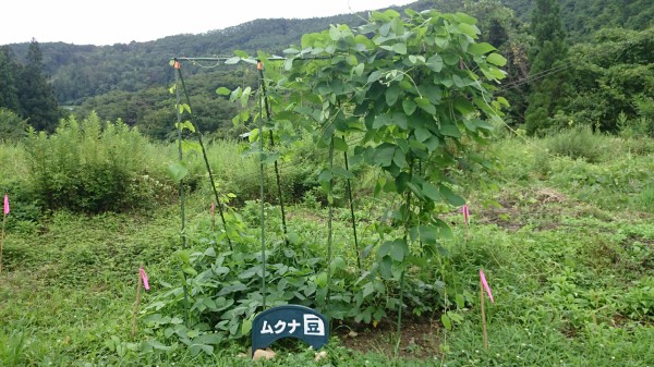 ご縁のムクナ豆 成長記録 芯芽カット ホーリーバジルの縁結び