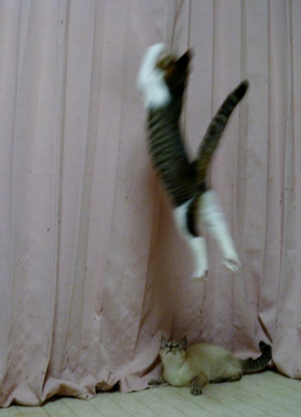 お手上げ 猫 ８猫８柄 A日記