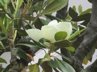 光ヶ丘公園タイサンボクの大輪立葵の花八重ドクドミ 23日 Tune108 Blog