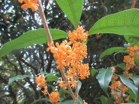 光が丘公園金木犀花開花ほのかに薫白赤彼岸花咲く 14日 Tune108 Blog